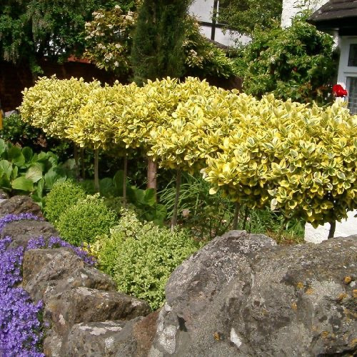 Euonymus fortunei Pa Бересклет форчун - Euonymus fortunei Pa