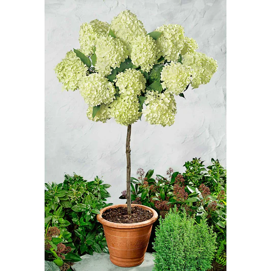 Hydrangea paniculata Hercules pa Гортензія волотиста – Hydrangea paniculata Hercules Pa