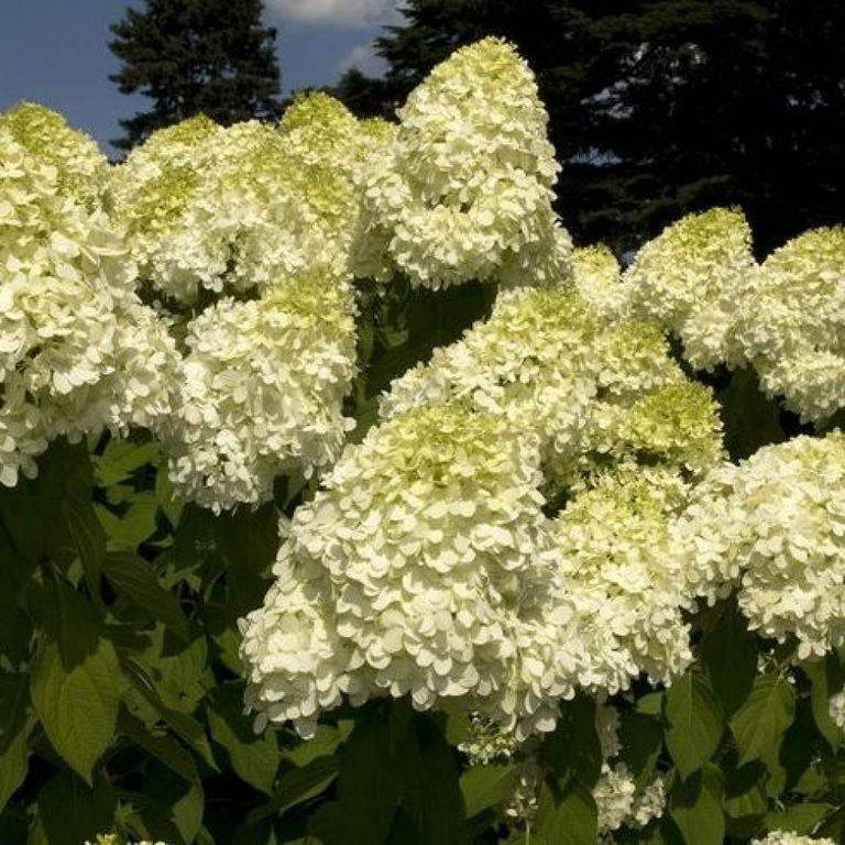 Hydrangea paniculata Hercules Гортензія волотиста – Hydrangea paniculata Hercules