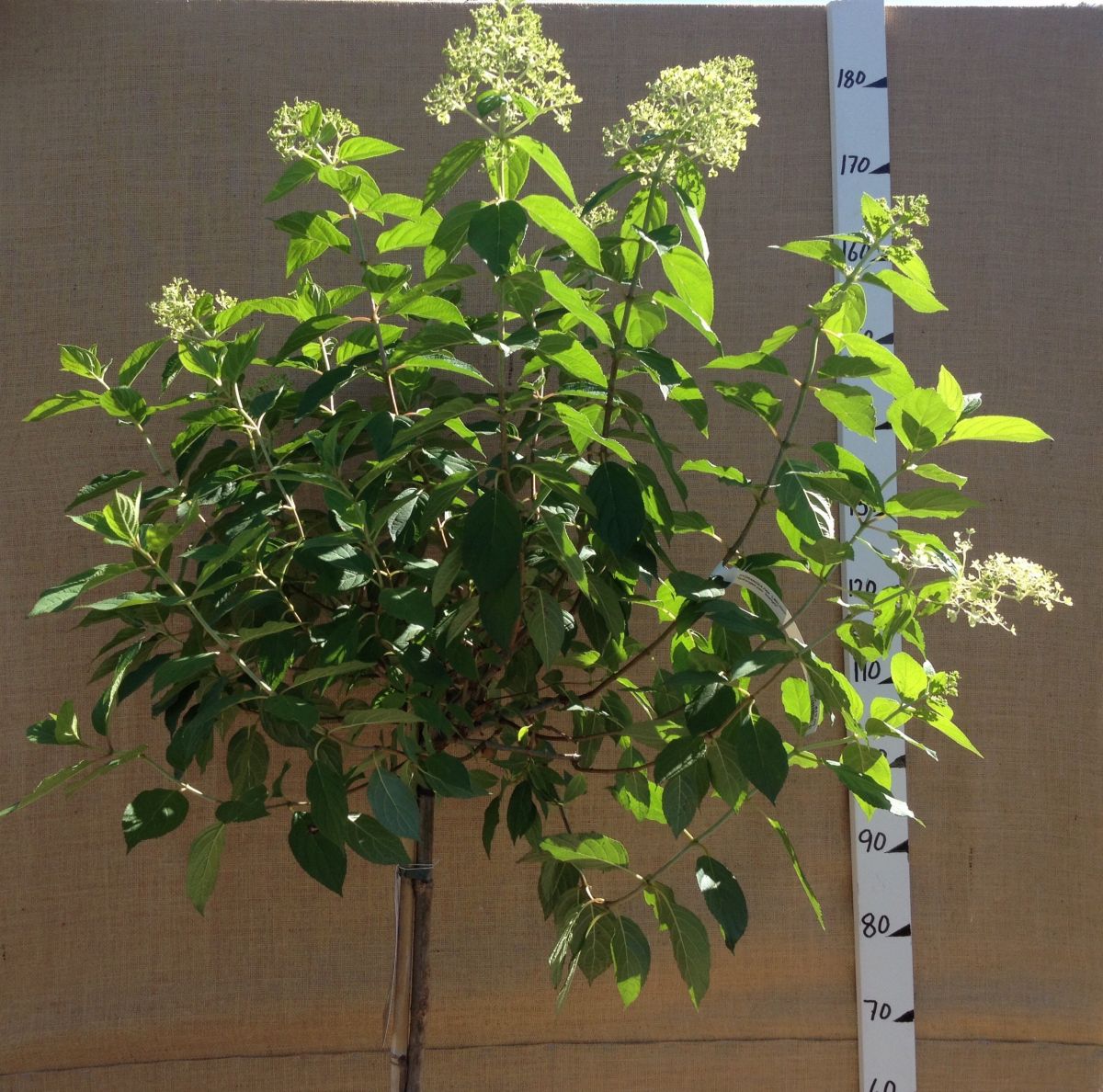 Hydrangea paniculata Limelight Pa Гортензія волотиста - Hydrangea paniculata Limelight Pa