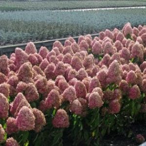Гортензія волотиста – Hydrangea paniculata Magical Fire