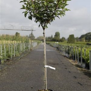 Гортензія волотиста - Hydrangea paniculata Polar Bear Pa