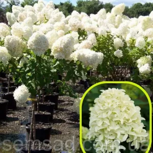 Гортензія волотиста - Hydrangea paniculata Skyfall Pa
