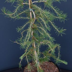 Модрина европейська - Larix decidua Horstman Recurved