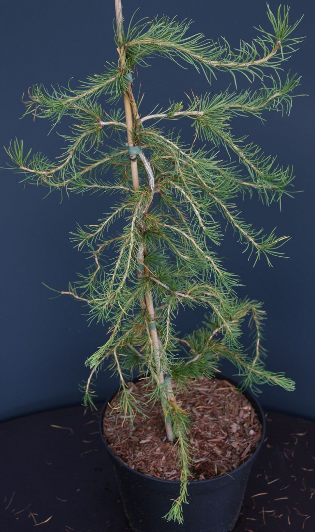 Larix decidua Horstman Recurved Модрина европейська - Larix decidua Horstman Recurved