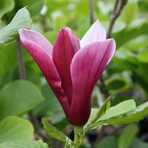 Магнолія – Magnolia Black Bird
