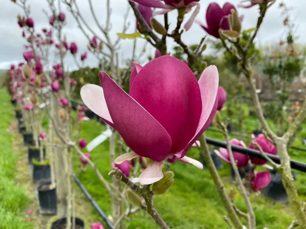 Magnolia Cameo Магнолія - Magnolia Cameo