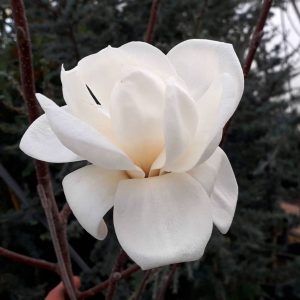 Магнолія – Magnolia Crystal Tulip