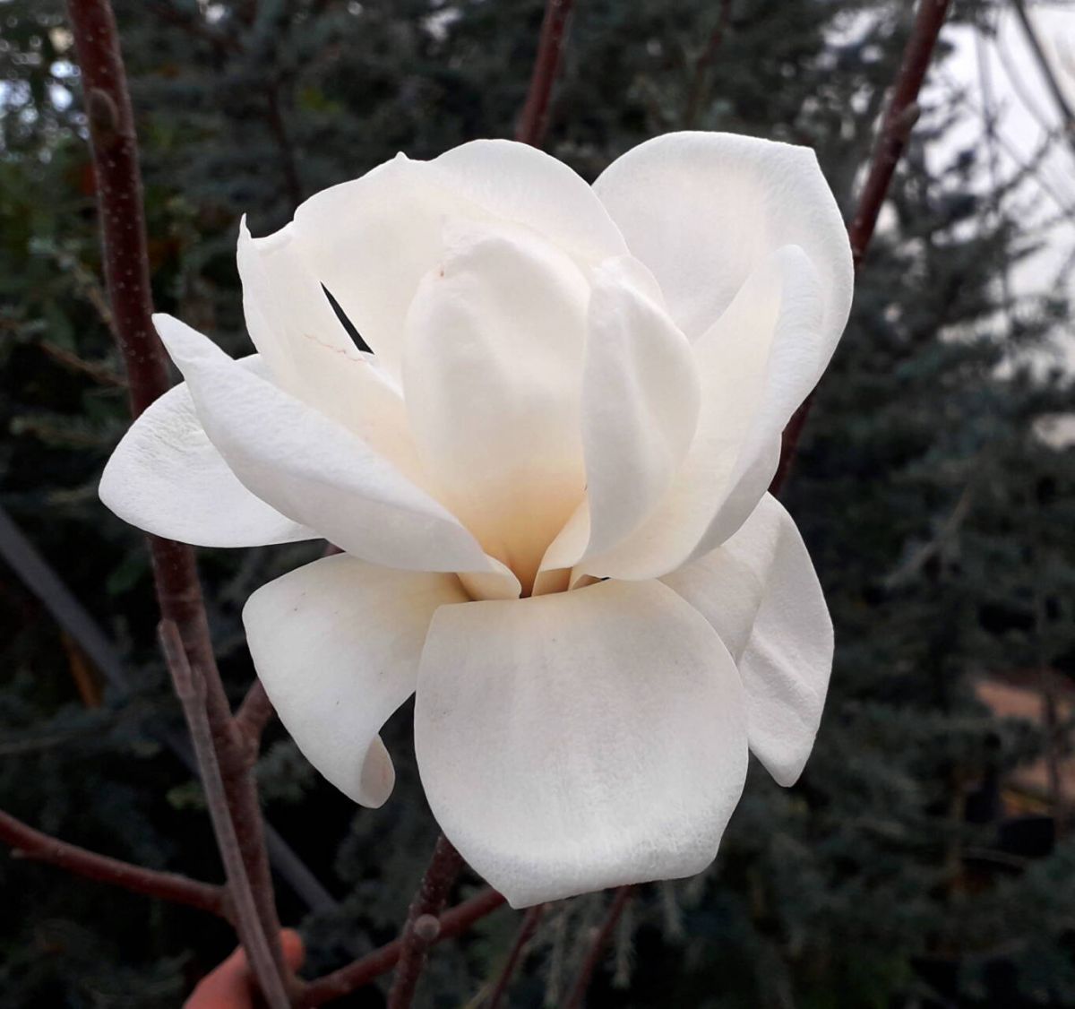Magnolia Crystal Tulippng Магнолія – Magnolia Crystal Tulip