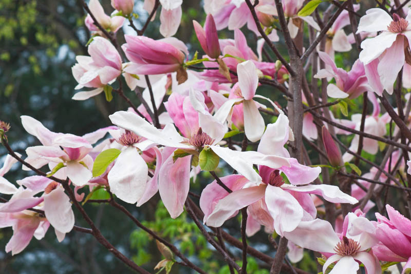 Magnolia Daybreak Магнолія – Magnolia Daybreak
