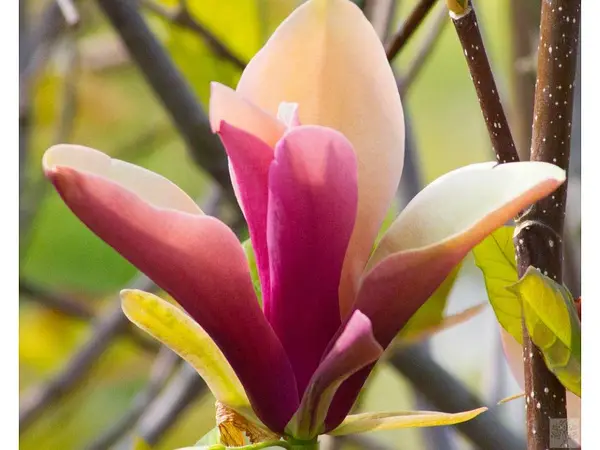 Magnolia First Love Магнолія – Magnolia First Love