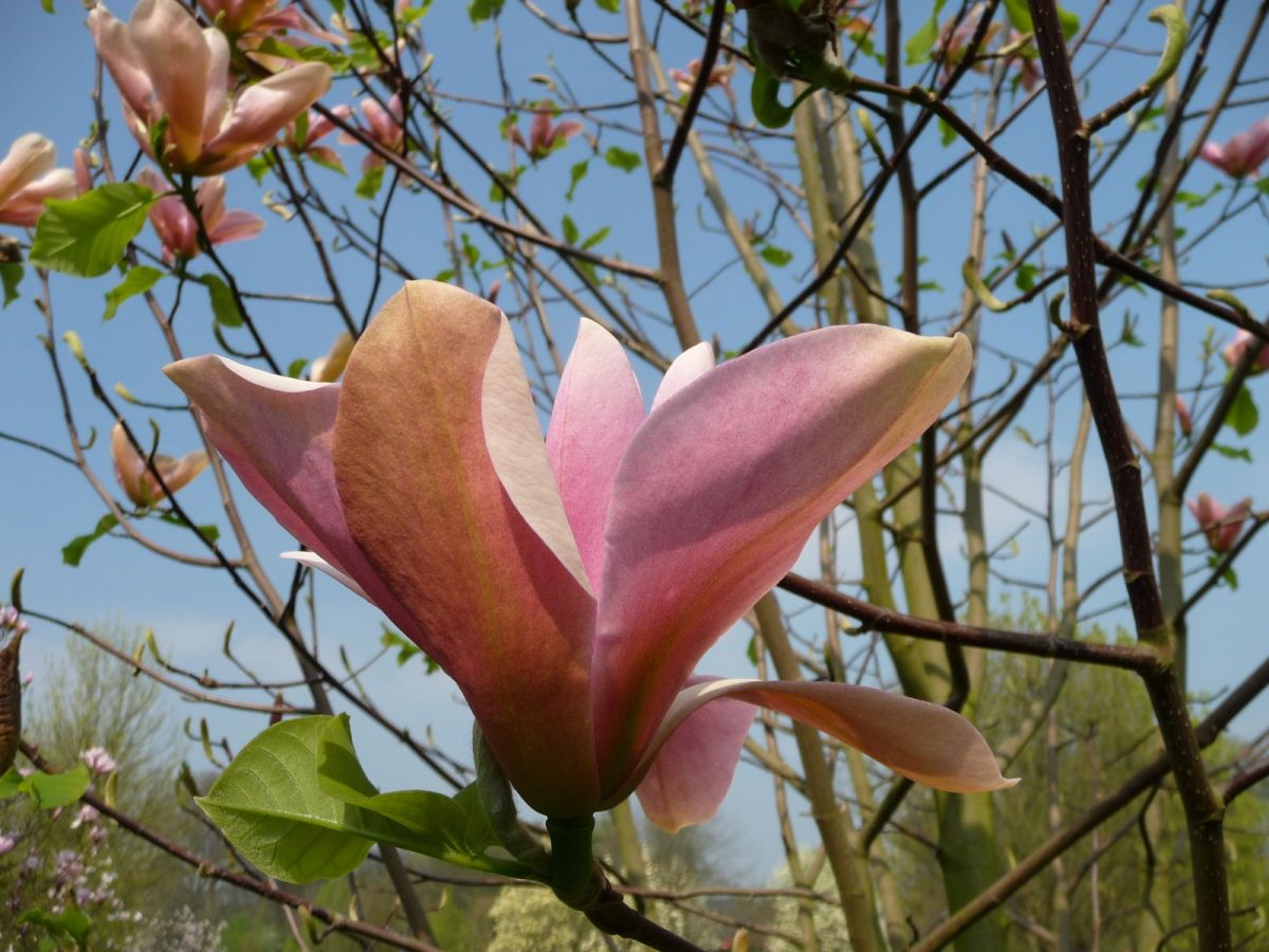 Magnolia Peachy Магнолія – Magnolia Peachy