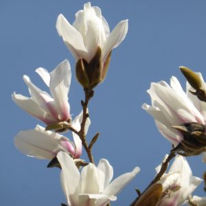 Магнолія – Magnolia Pegasus