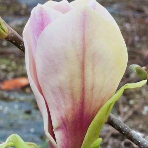 Магнолія – Magnolia Toro