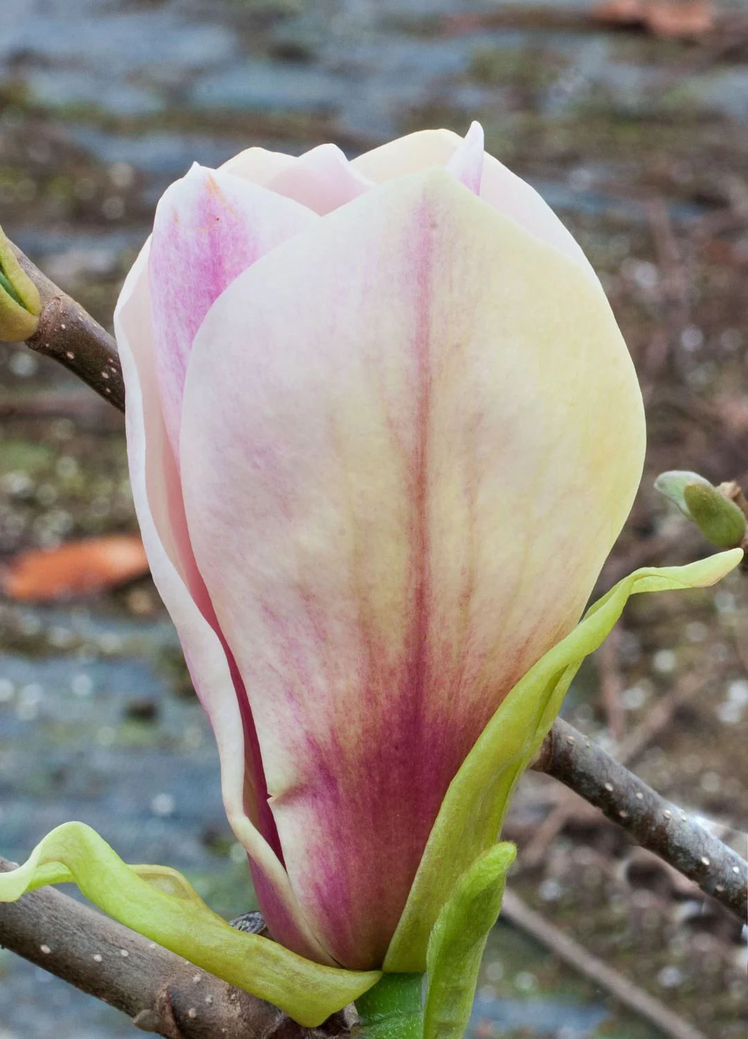 Magnolia Toro Магнолія – Magnolia Toro
