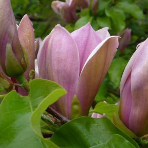 Магнолія – Magnolia brooklynensis Eva Maria