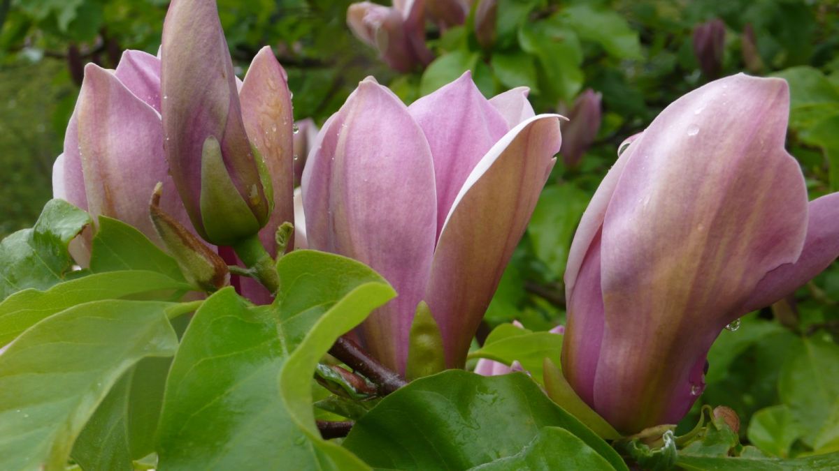 Magnolia brooklynensis Eva Maria Магнолія – Magnolia brooklynensis Eva Maria