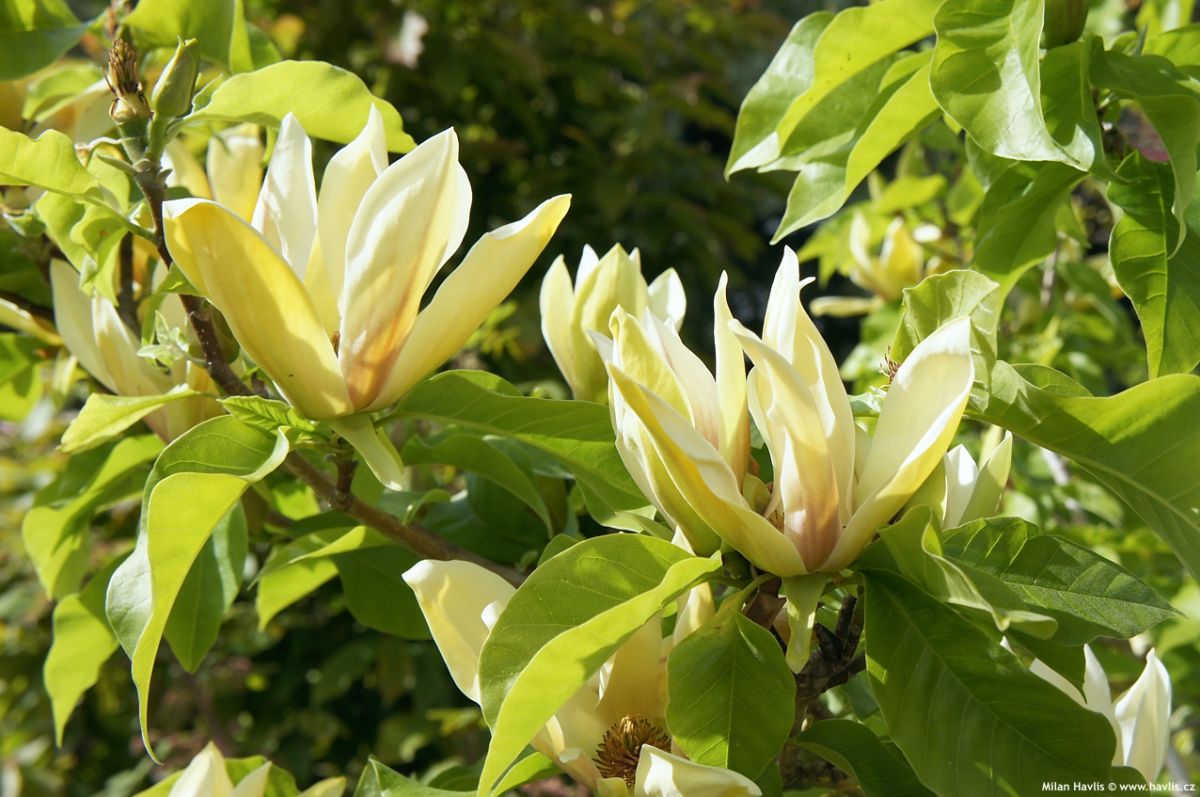 Magnolia brooklynensis Hattie Carthan Магнолія – Magnolia brooklynensis Hattie Carthan