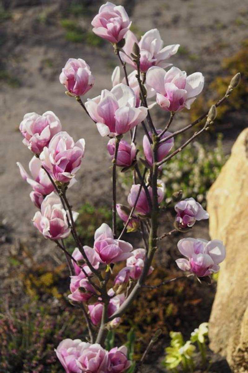 Magnolia soulangeana Satisfaction 2 Магнолія - Magnolia Soulangeana Satisfaction