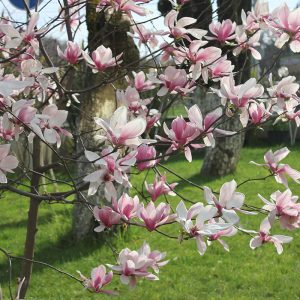 Магнолія – Magnolia