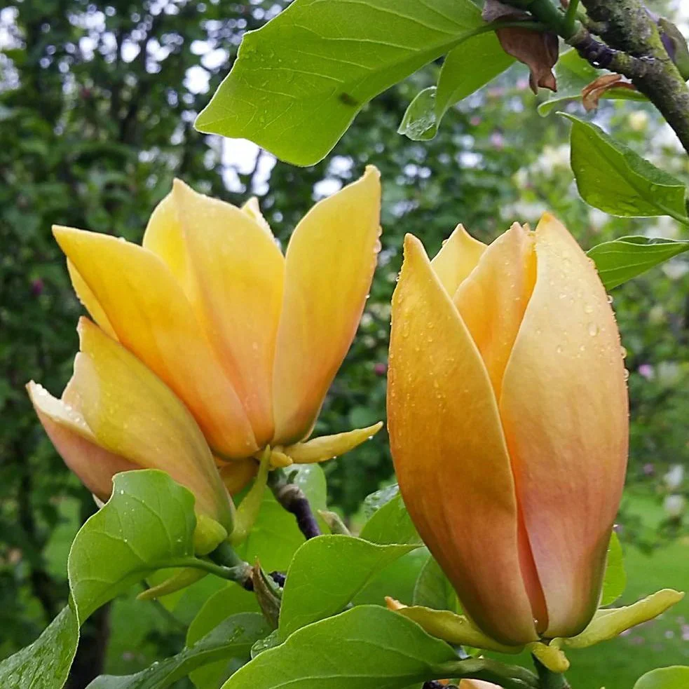 Магнолія – Magnolia Judy Zuk Магнолія – Magnolia Judy Zuk