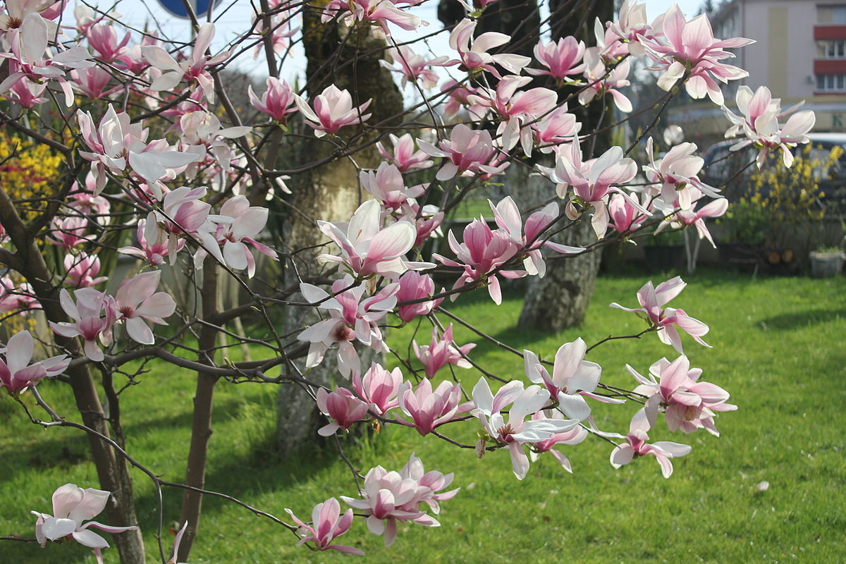 Магнолія – Magnolia Магнолія – Magnolia
