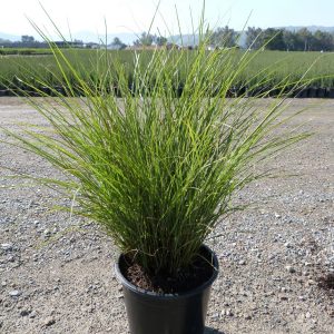 Міскантус - Miscanthus sinensis Yaku Jima