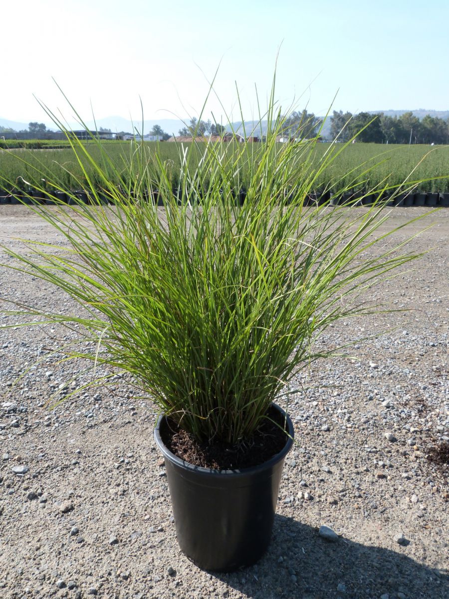 Miscanthus sinensis Yaku Jima Міскантус - Miscanthus sinensis Yaku Jima