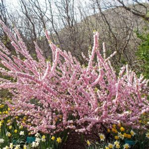 Мигдаль - Prunus triloba