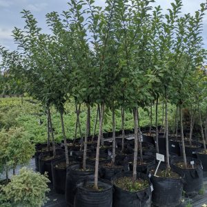Мигдаль - Prunus triloba Pa