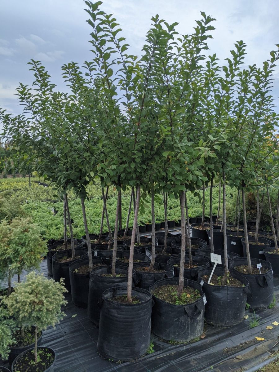 Мигдаль - Prunus triloba pa Мигдаль - Prunus triloba Pa