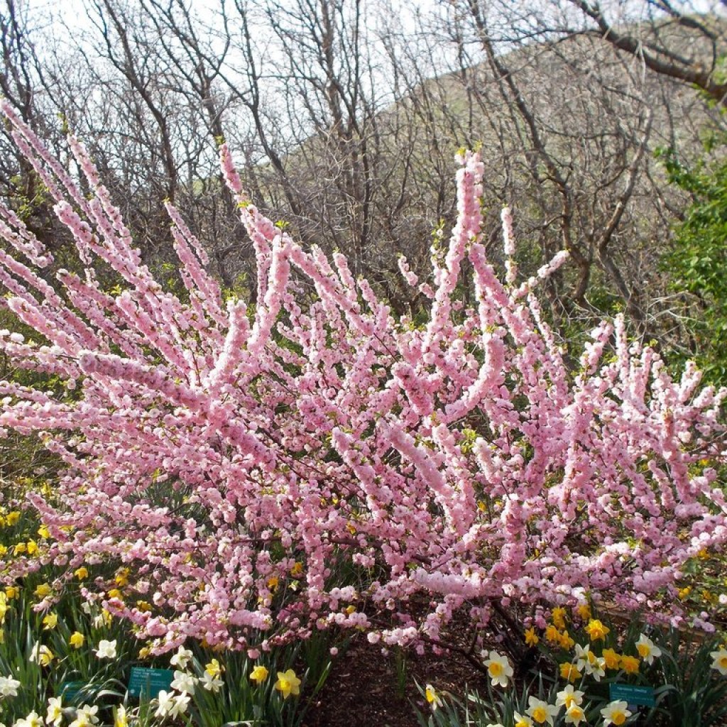 Мигдаль - Prunus triloba Мигдаль - Prunus triloba