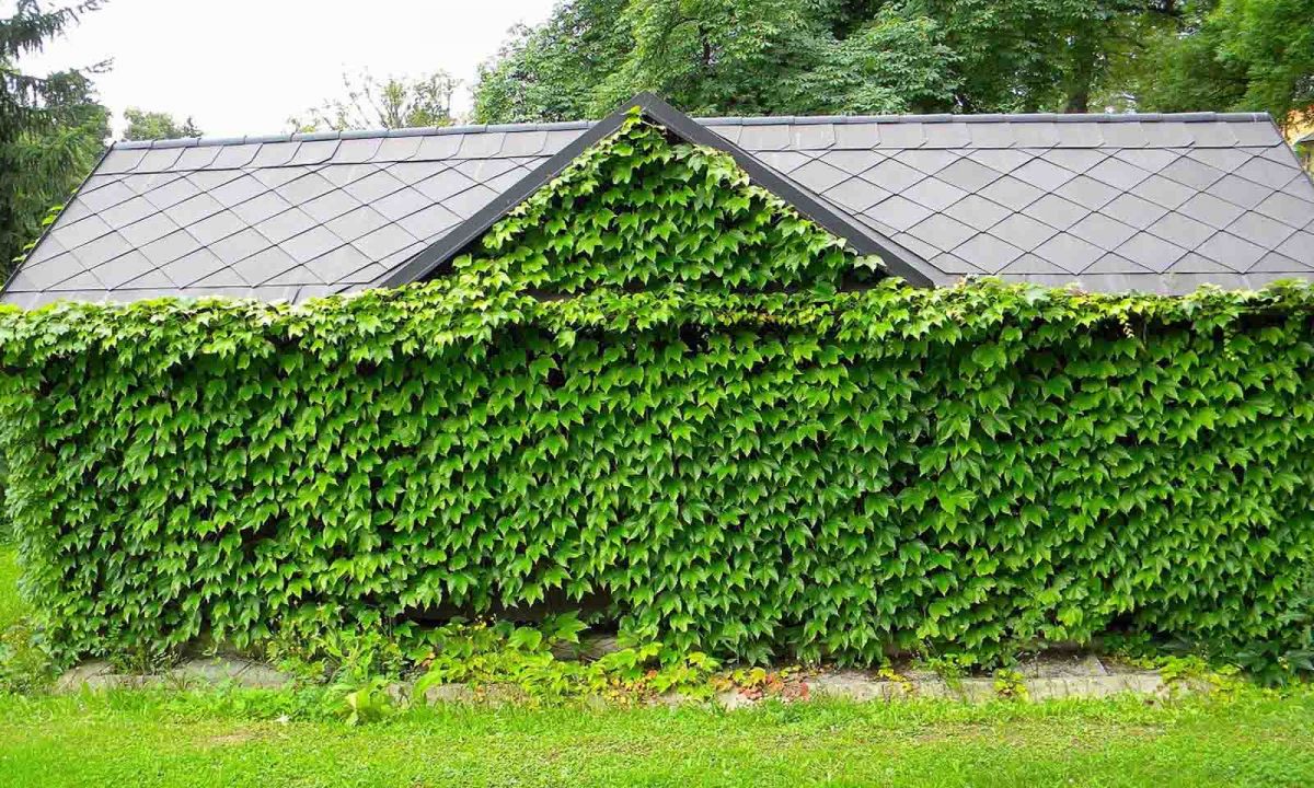 Parthenocissus tricuspidata Veitchii 2