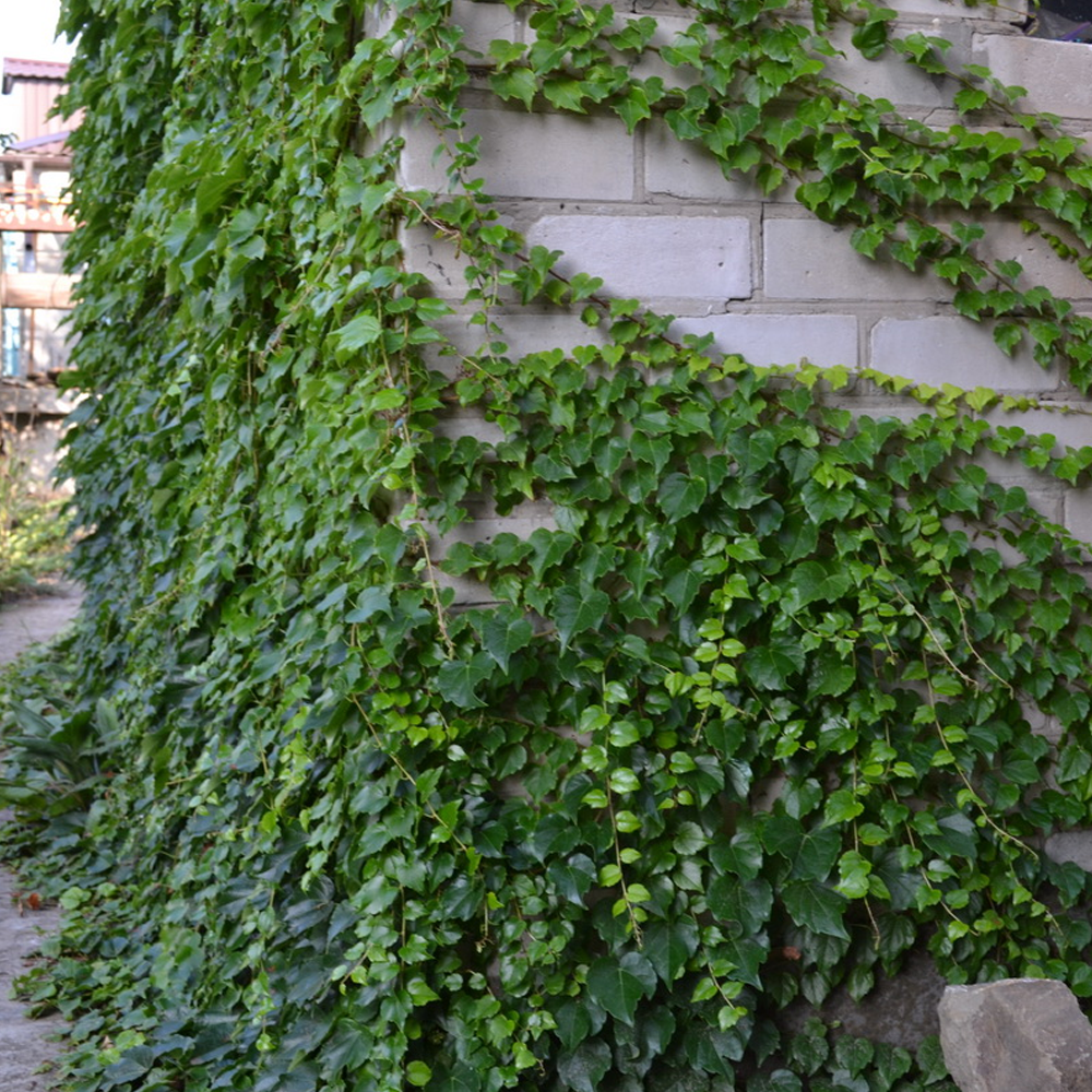 Parthenocissus tricuspidata Veitchii 3 Виноград Вічі - Parthenocissus tricuspidata Veitchii