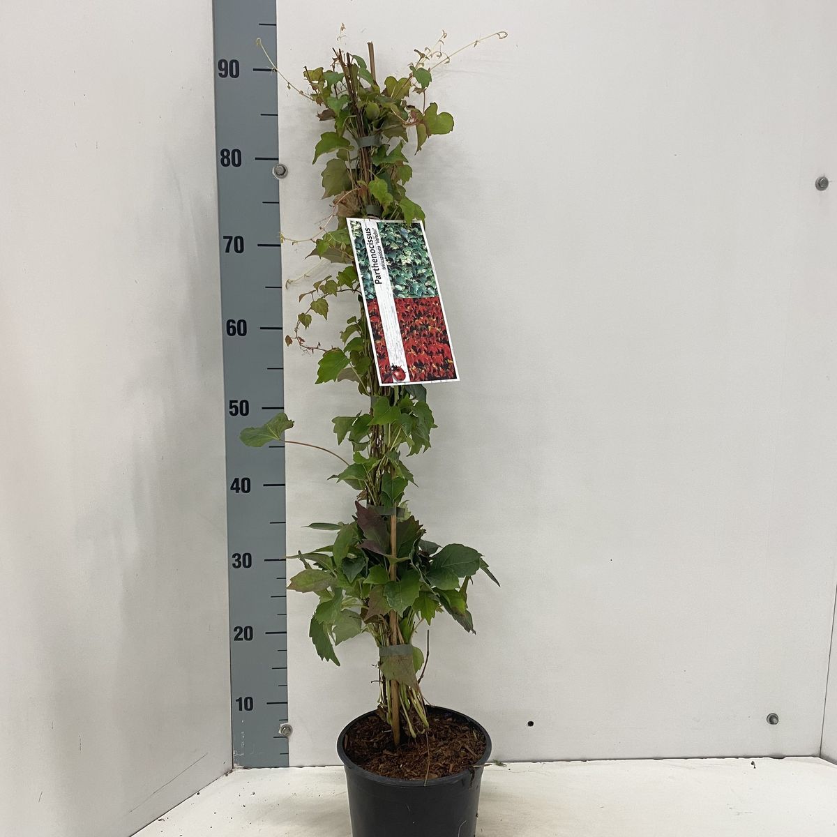 Parthenocissus tricuspidata Veitchii Виноград Вічі - Parthenocissus tricuspidata Veitchii