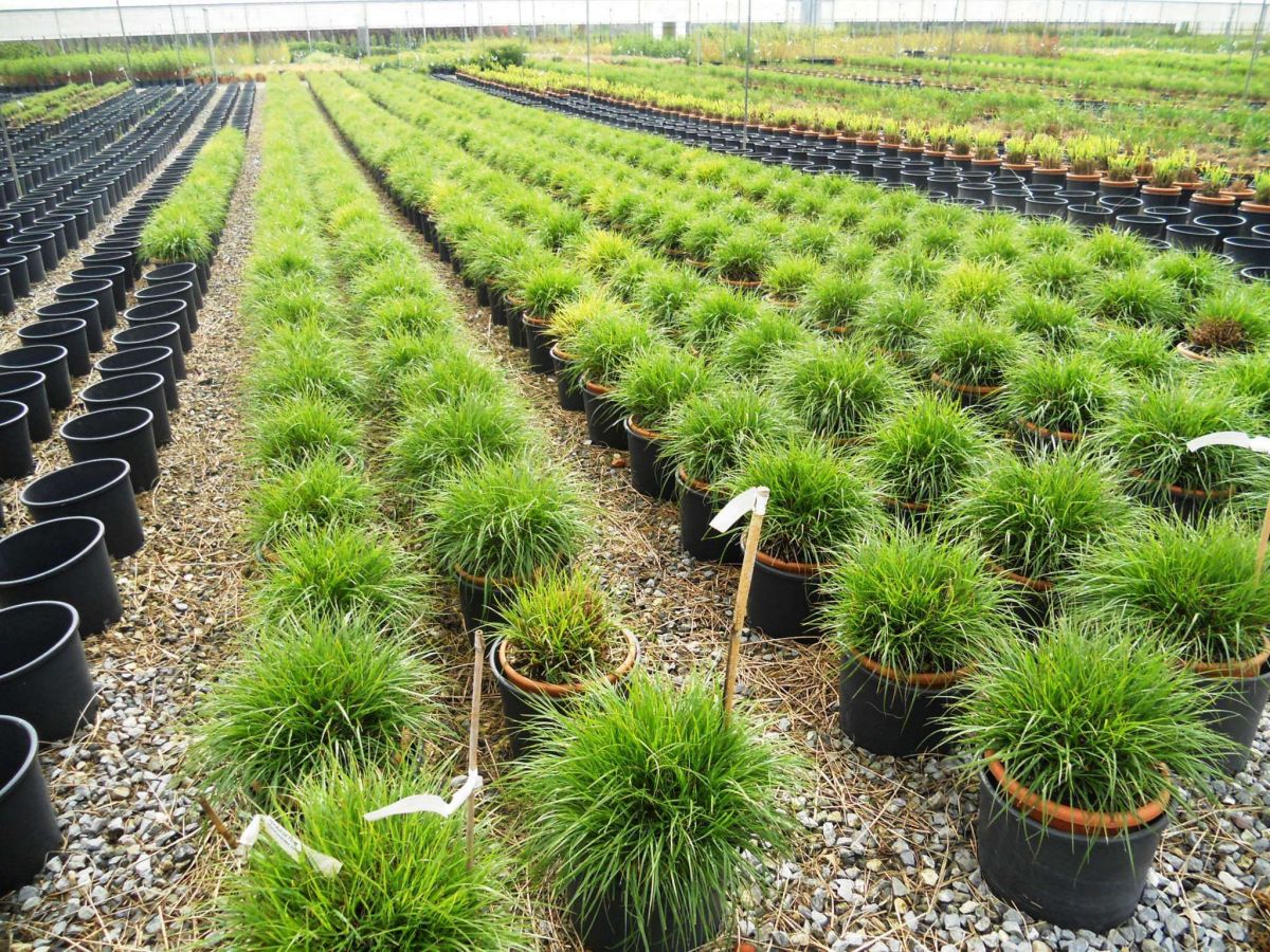 Pennisetum alopecuroides 2 Пеннісетум - Pennisetum alopecuroides