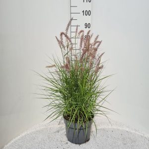 Пеннісетум - Pennisetum orientale Flamingo