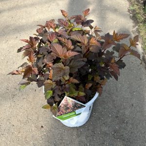 Пухироплідник – Physocarpus opulifolius Fireside