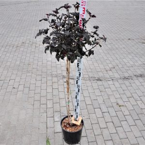 Пухироплідник - Physocarpus opulifolius Lady in Red Pa