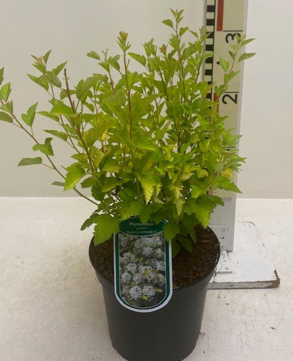 Physocarpus opulifolius Magical Raspeery Пухироплідник – Physocarpus opulifolius Magical Raspeery