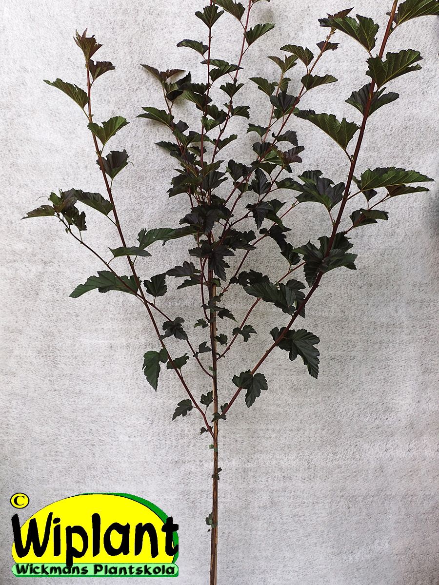 Physocarpus opulifolius Red Baron Pa Пухироплідник - Physocarpus opulifolius Red Baron Pa