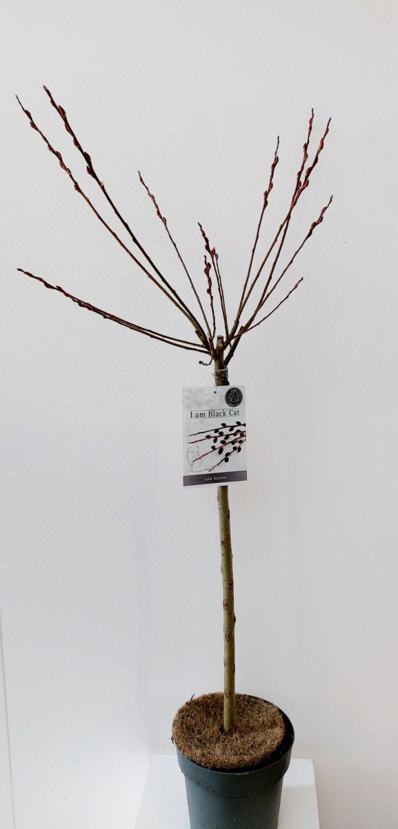 Salix gracilistyla Melanostachys Верба тонкостовбурова - Salix gracilistyla Melanostachys