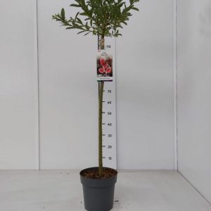 Верба тонкостовбурова - Salix gracilistyla Mount Aso