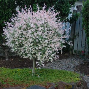 Верба цільнолистна - Salix integra Hakuro-Nishiki Pa