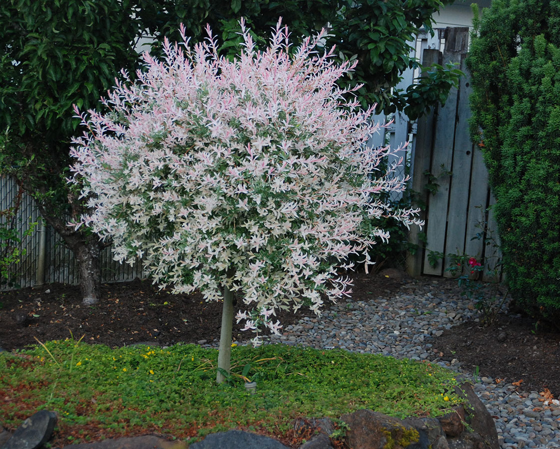 Salix integra Hakuro-Nishiki Pa 2 Верба цільнолистна - Salix integra Hakuro-Nishiki Pa