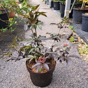 Бузина чорна - Sambucus nigra Black Beauty