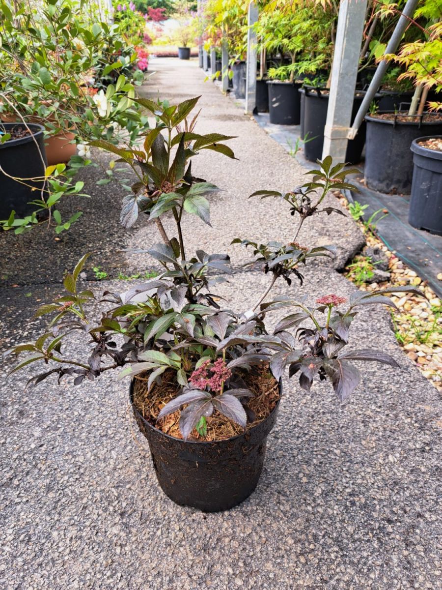 Sambucus nigra Black Beauty Бузина чорна - Sambucus nigra Black Beauty