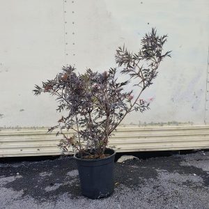 Бузина чорна - Sambucus nigra Black Lace
