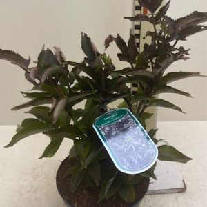 Бузина чорна - Sambucus nigra Black Tower