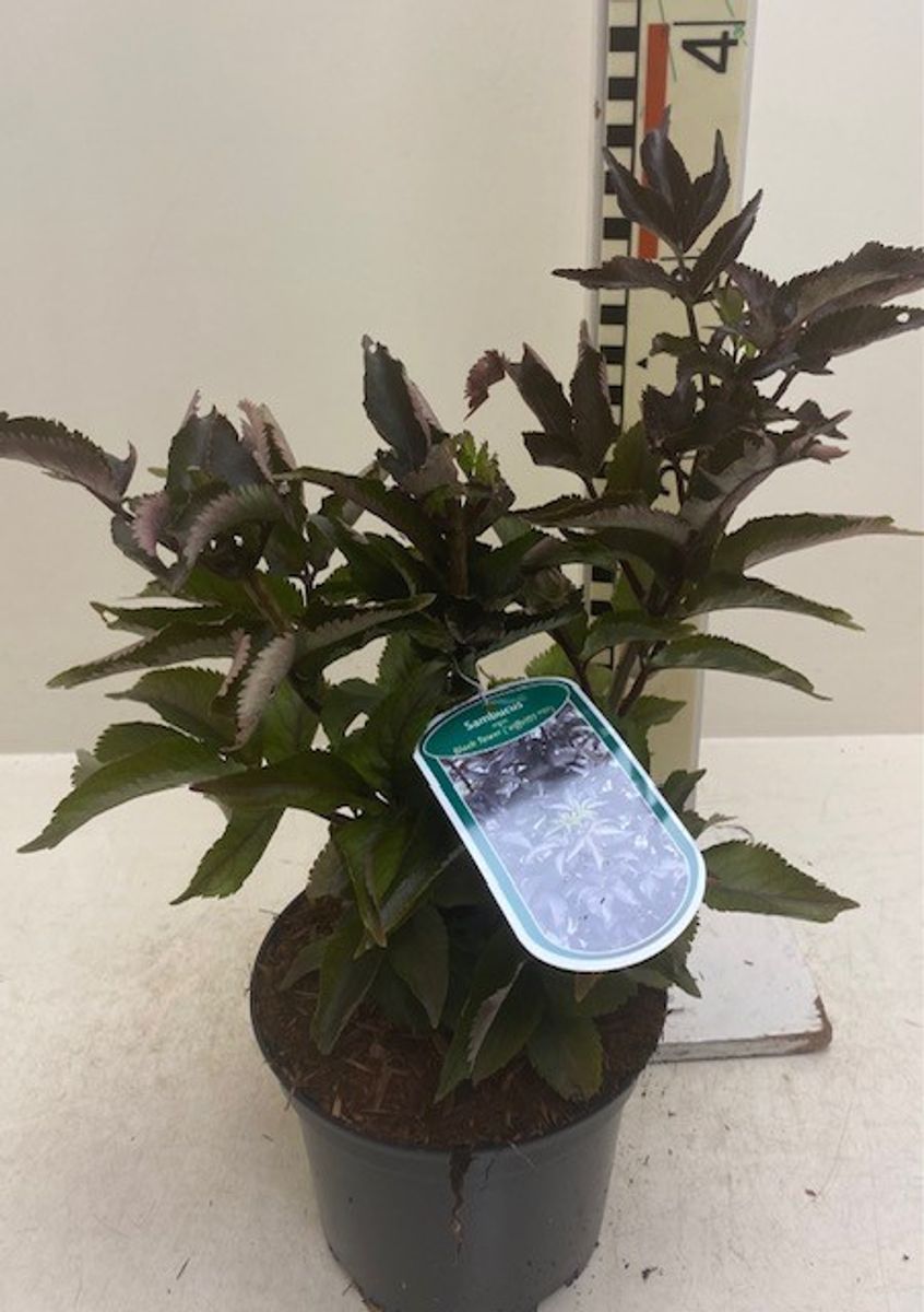 Sambucus nigra Black Tower Бузина чорна - Sambucus nigra Black Tower